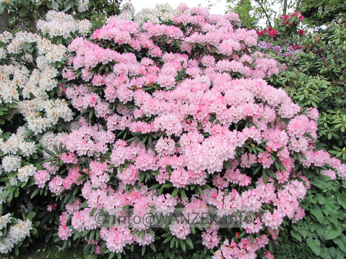 Rhododendron yakushimanum Love Song 05.JPG